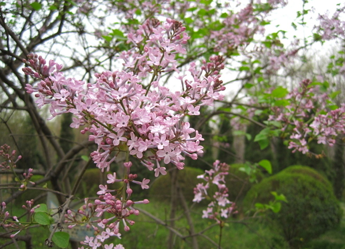 Syringa oblata Early Lilac seed 