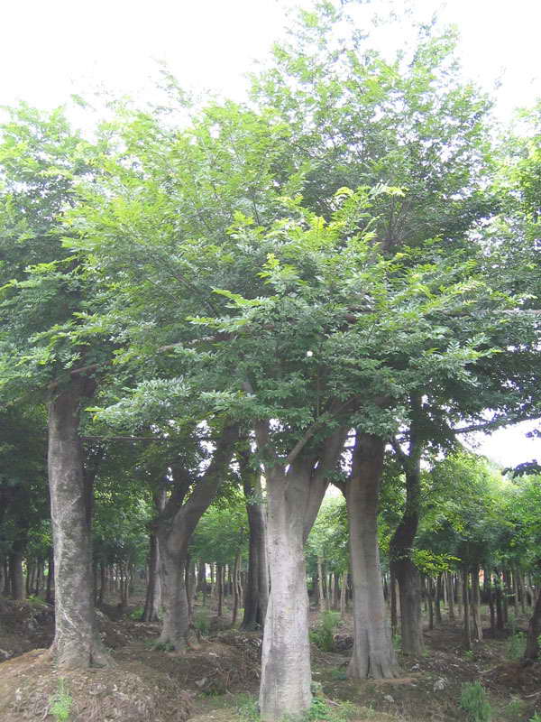 Hackberry seed Celtis occidentalis Tree Seeds