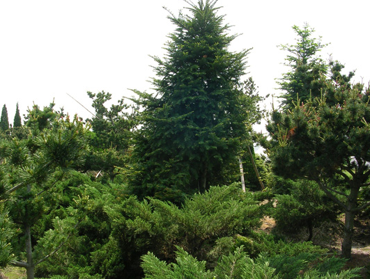 Abies firma Japanese fir seeds