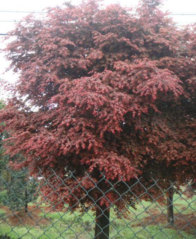 Robinia pseudoacacia BLACK LOCUST TREE seed