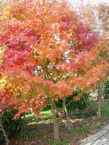 japanese maple Bonsai tree seed