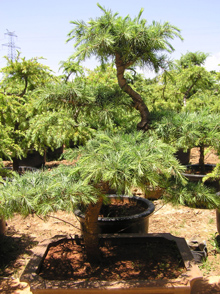 CEDRUS ATLANTICA seeds ATLAS CEDAR BONSAI LANDSCAPE CEDRUS ATLAN seed