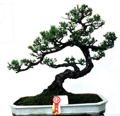 Pinus BONSAI  Bristlecone Pine Seeds Pinus aristata  