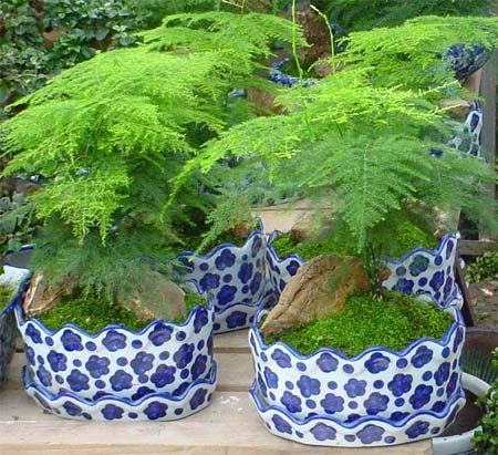 Asparagus setaceus seed Bonsai  plumosus Fern