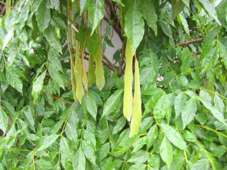 Gleditsia seed Honey Locust 