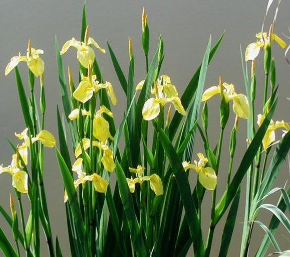 Yellow Flag Iris, Iris Pseudacorus, Seed Head Showing Ripe Seeds Ready