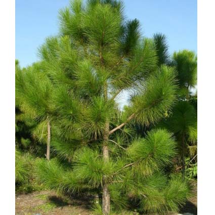 Pinus massoniana 