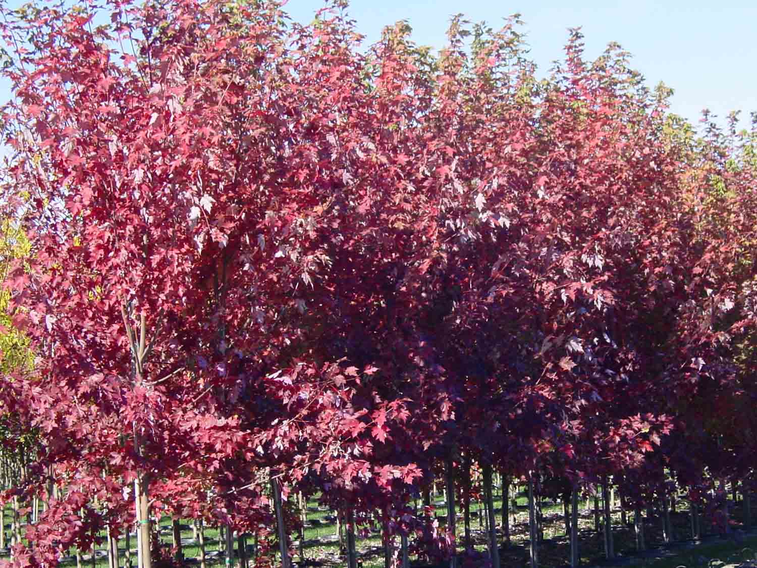  Quercus coccinea tree seed