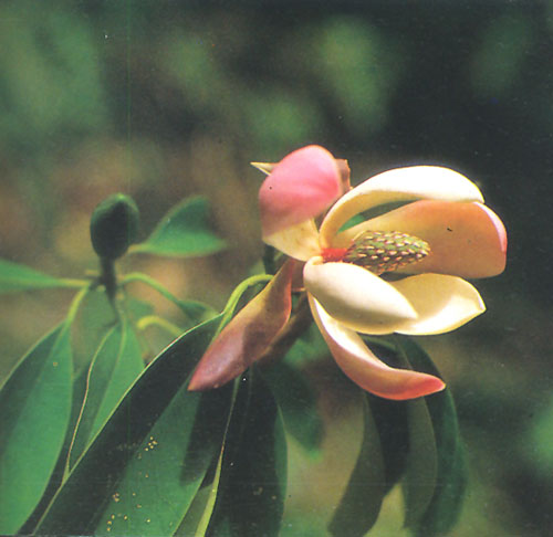 Magnoliaceae TREE SEED